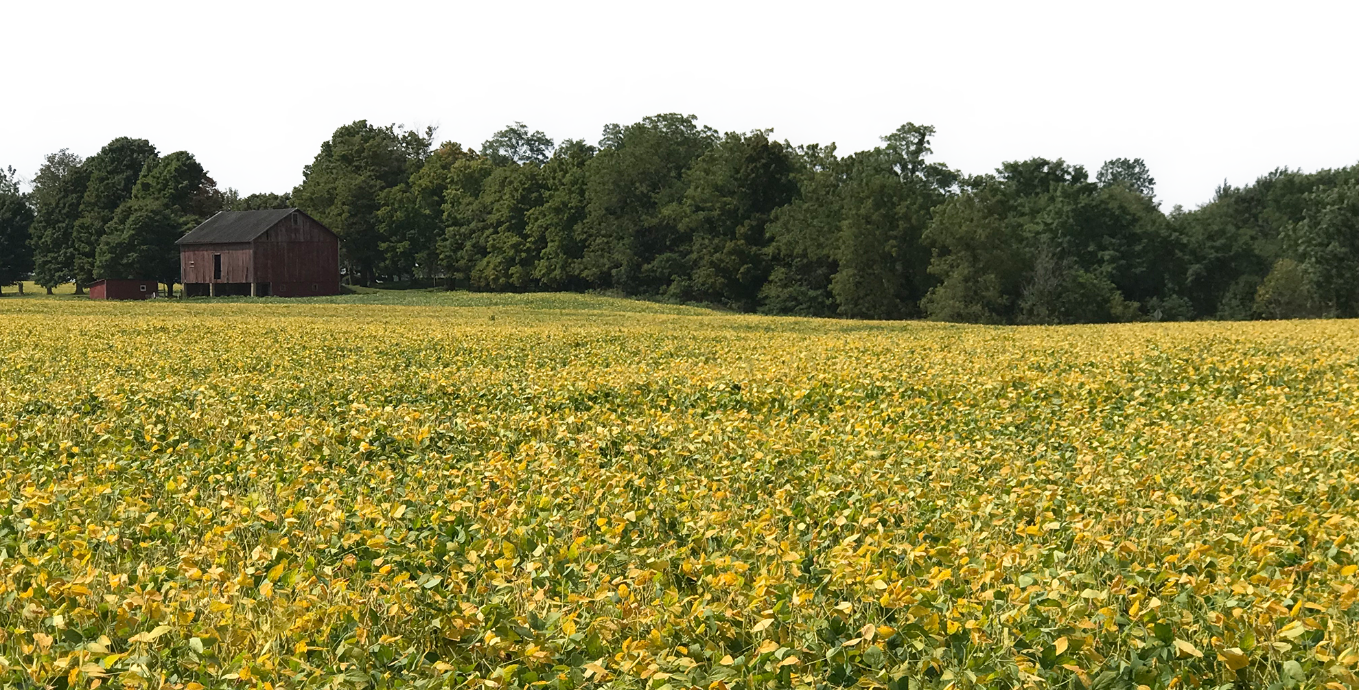 picture of golden soy bean field